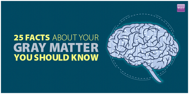 25 Facts about Your Gray Matter You Should Know
